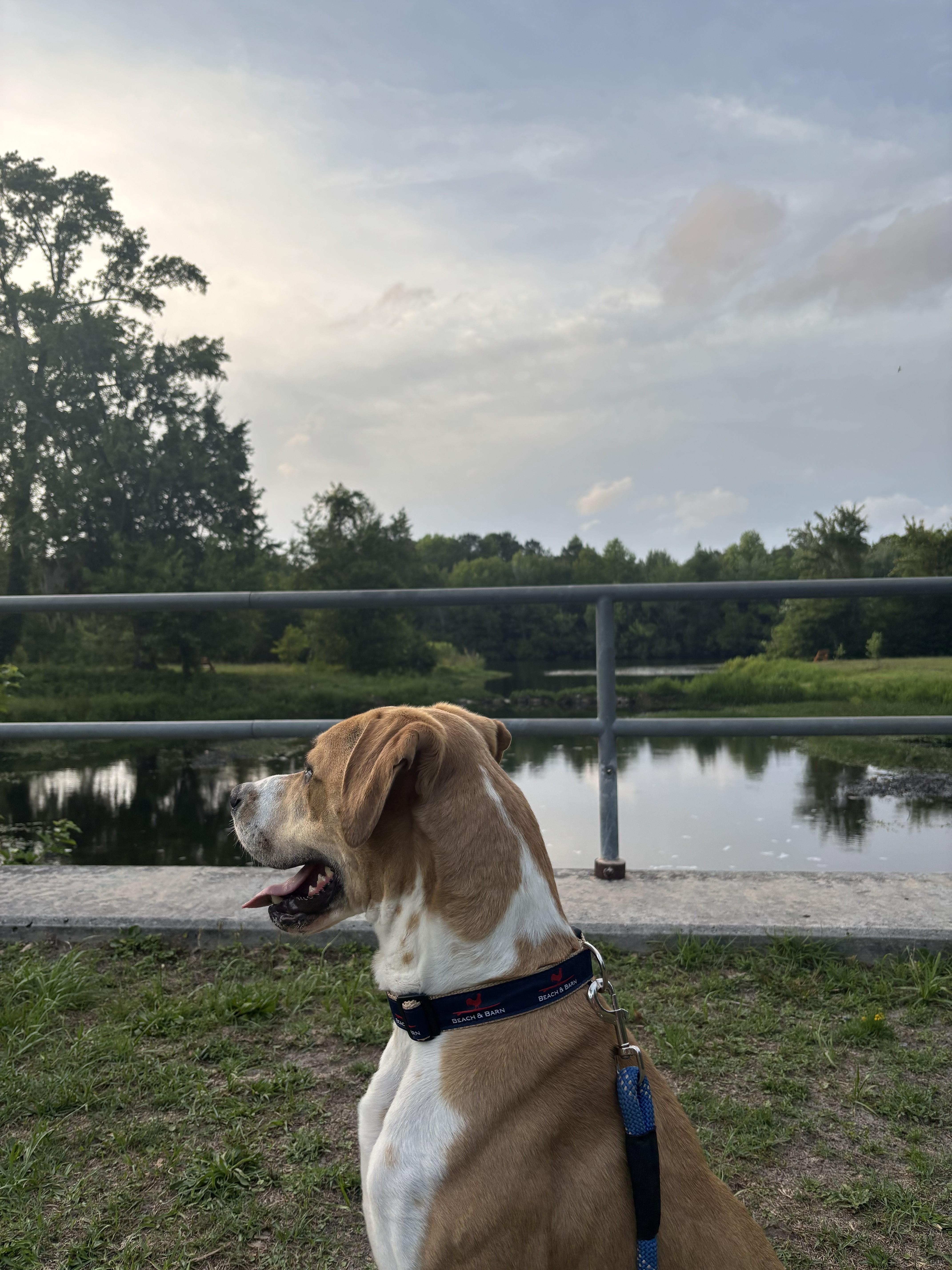 Bodhi, Adoptable, Adult Male Labrador Retriever & Boxer.