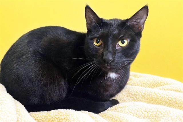 Enlarge LEO, a Adoptable Domestic Short Hair in Fort Lauderdale, FL image 1/1