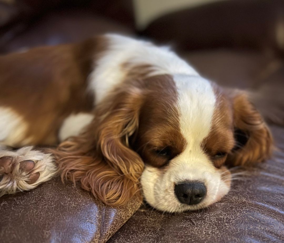 King Louis, Adopted, Puppy Male Cavalier King Charles Spaniel.