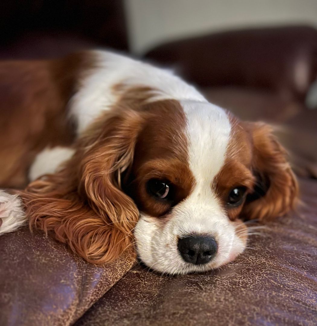 Enlarge King Louis, a Adopted Cavalier King Charles Spaniel in Clinton, PA image 2/3
