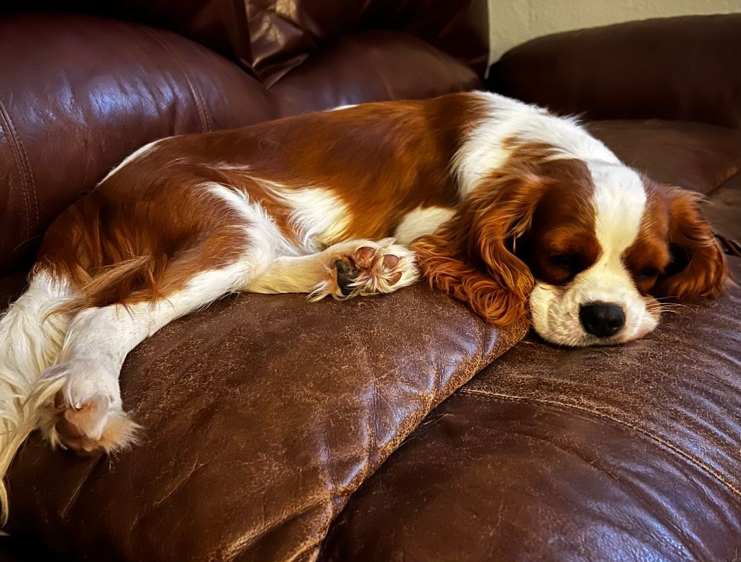 Enlarge King Louis, a Adopted Cavalier King Charles Spaniel in Clinton, PA image 3/3