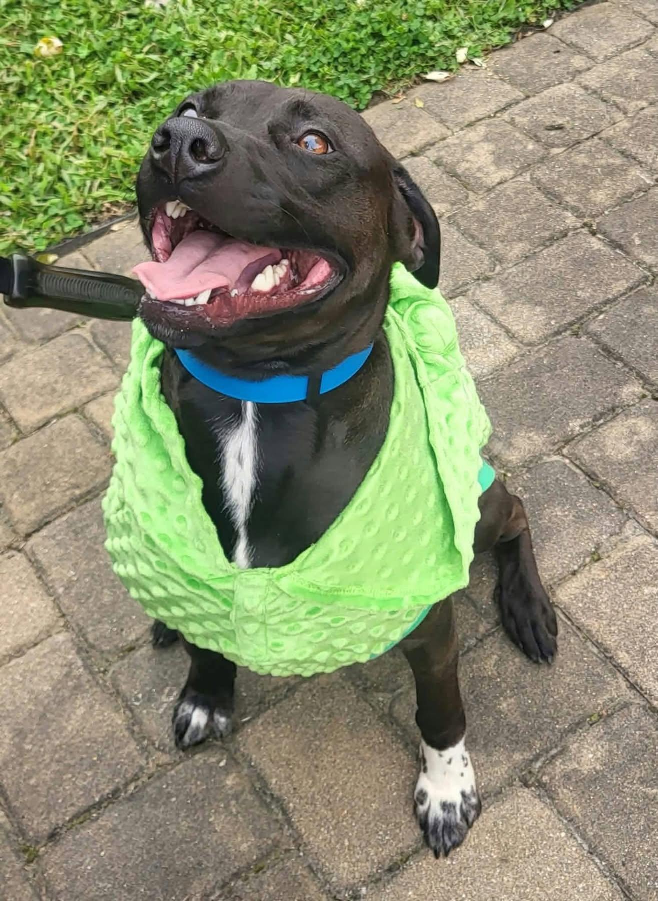 Enlarge Bottlecap, a Adoptable mixed breed in Germantown, OH image 2/3