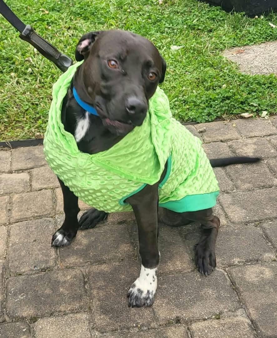 Enlarge Bottlecap, a Adoptable mixed breed in Germantown, OH image 3/3