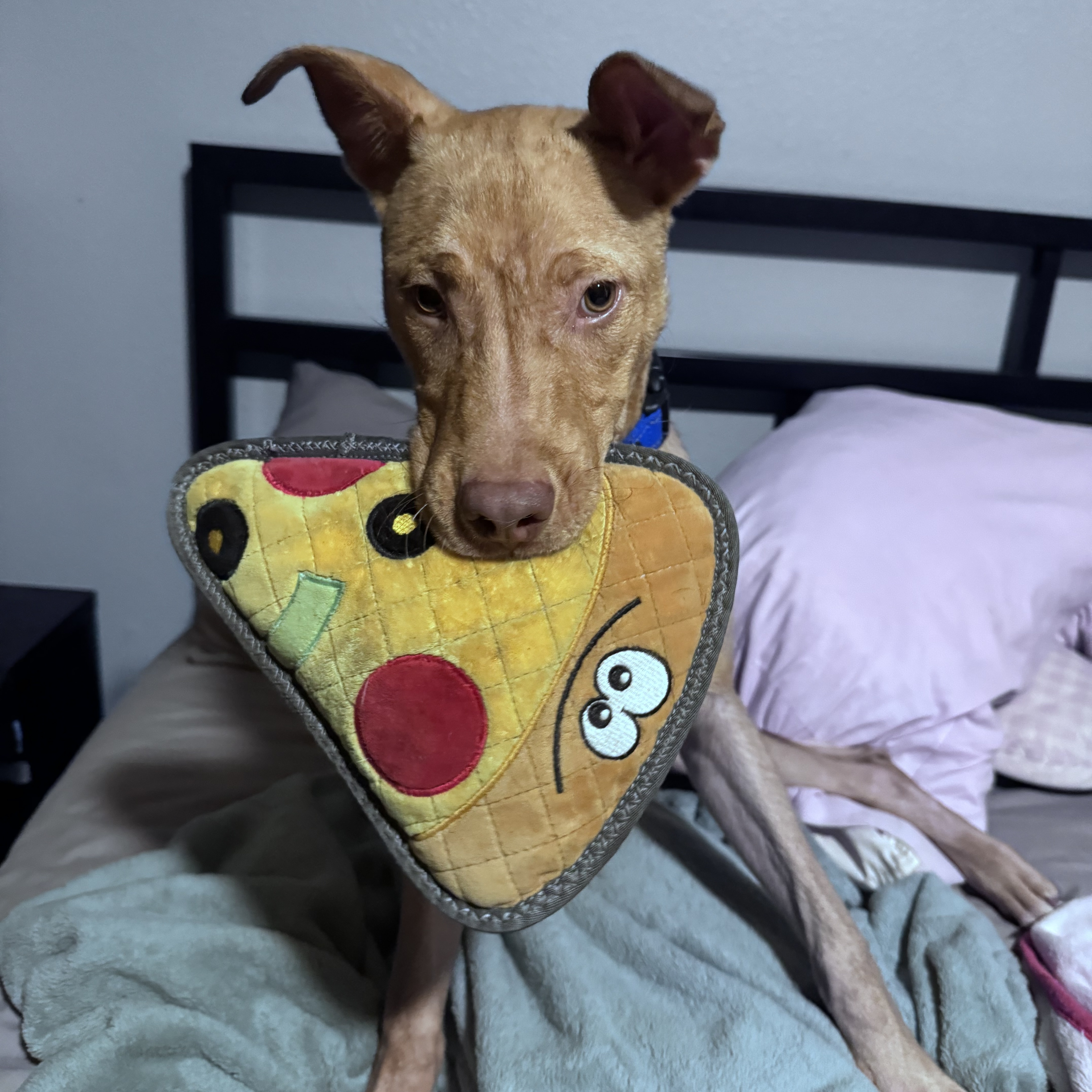 Dog for adoption Dierks Bentley, an American Staffordshire Terrier