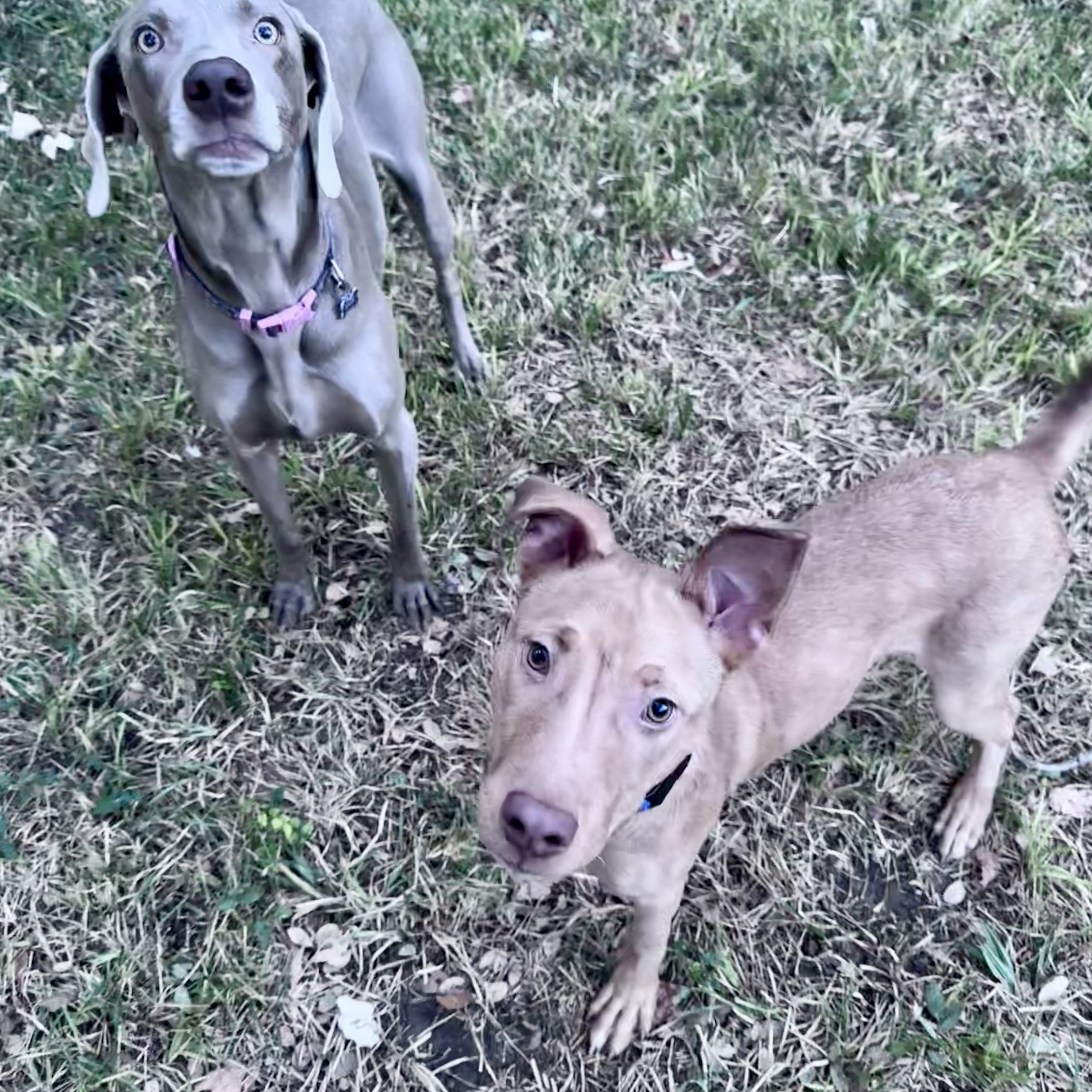 Dog for adoption Dierks Bentley, an American Staffordshire Terrier