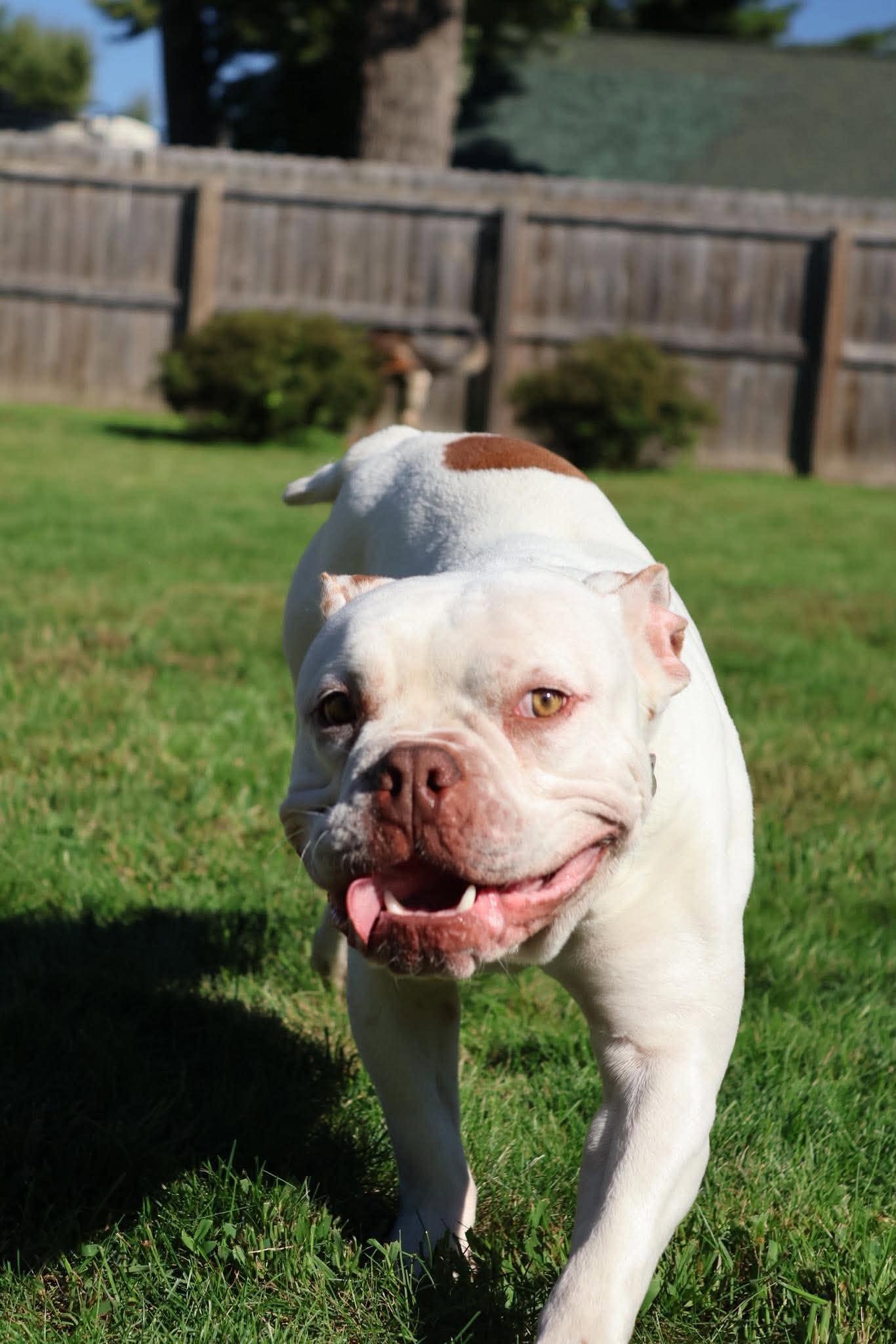 Smoosh, Adoptable, Puppy Male Terrier.