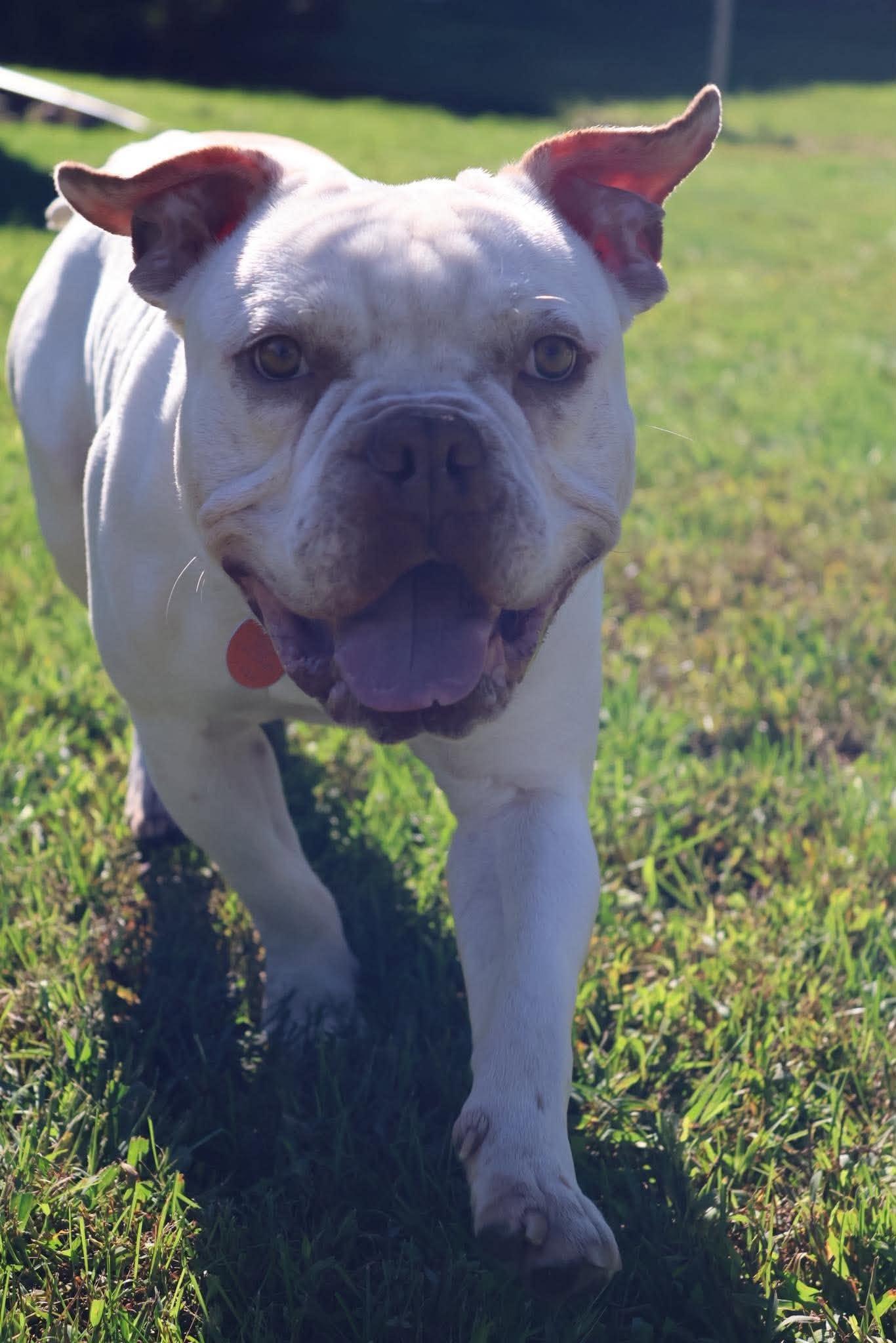 Enlarge Smoosh, a Adoptable Terrier in Waterloo, IA image 2/3