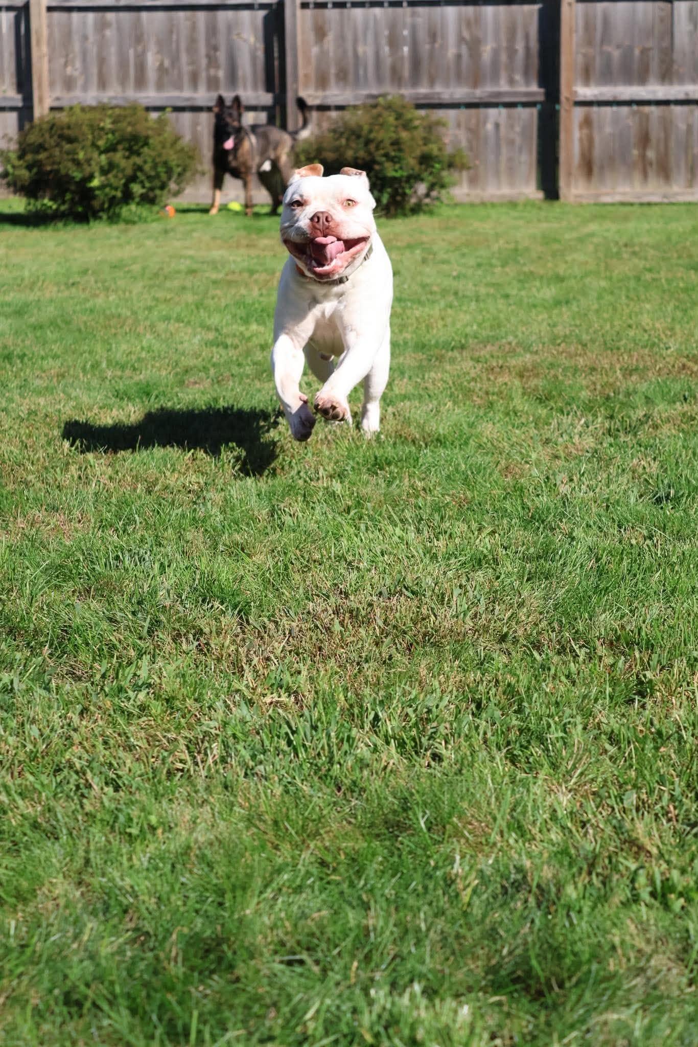 Enlarge Smoosh, a Adoptable Terrier in Waterloo, IA image 3/3