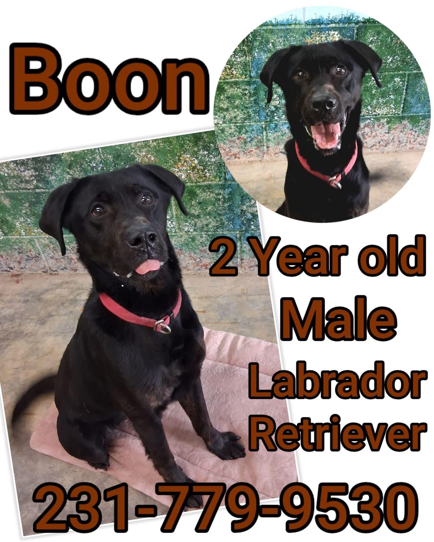 Enlarge BOON, a ADOPTABLE Black Labrador Retriever in Cadillac, MI image 1/1