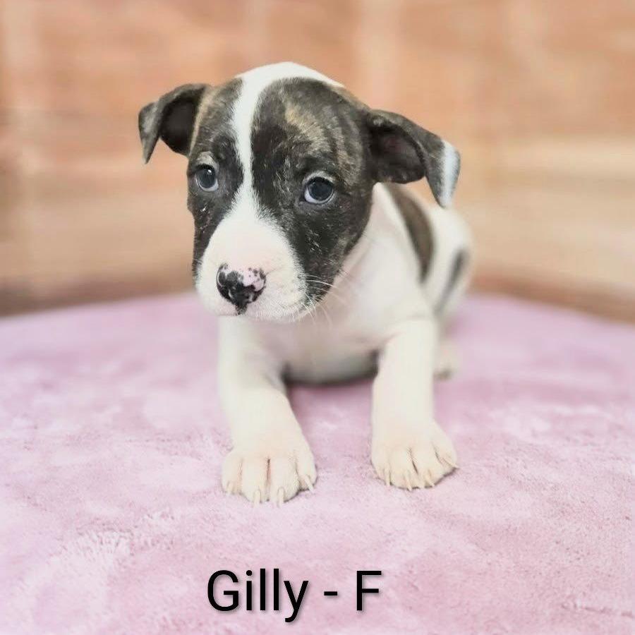 Enlarge Gilly, a Adoptable mixed breed in Griswold, CT image 1/1