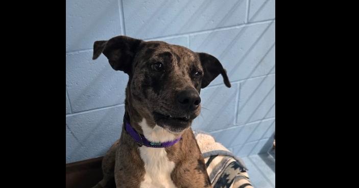 Maple, Adoptable, Young Female Labrador Retriever & Great Dane.