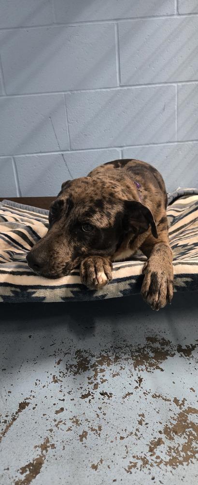 Enlarge Maple, a Adoptable mixed breed in Papillion, NE image 2/2