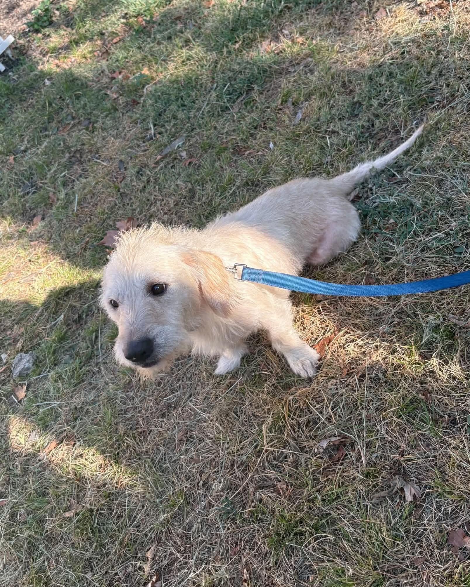 Enlarge Nutter, a Adoptable mixed breed in Muldrow, OK image 4/5