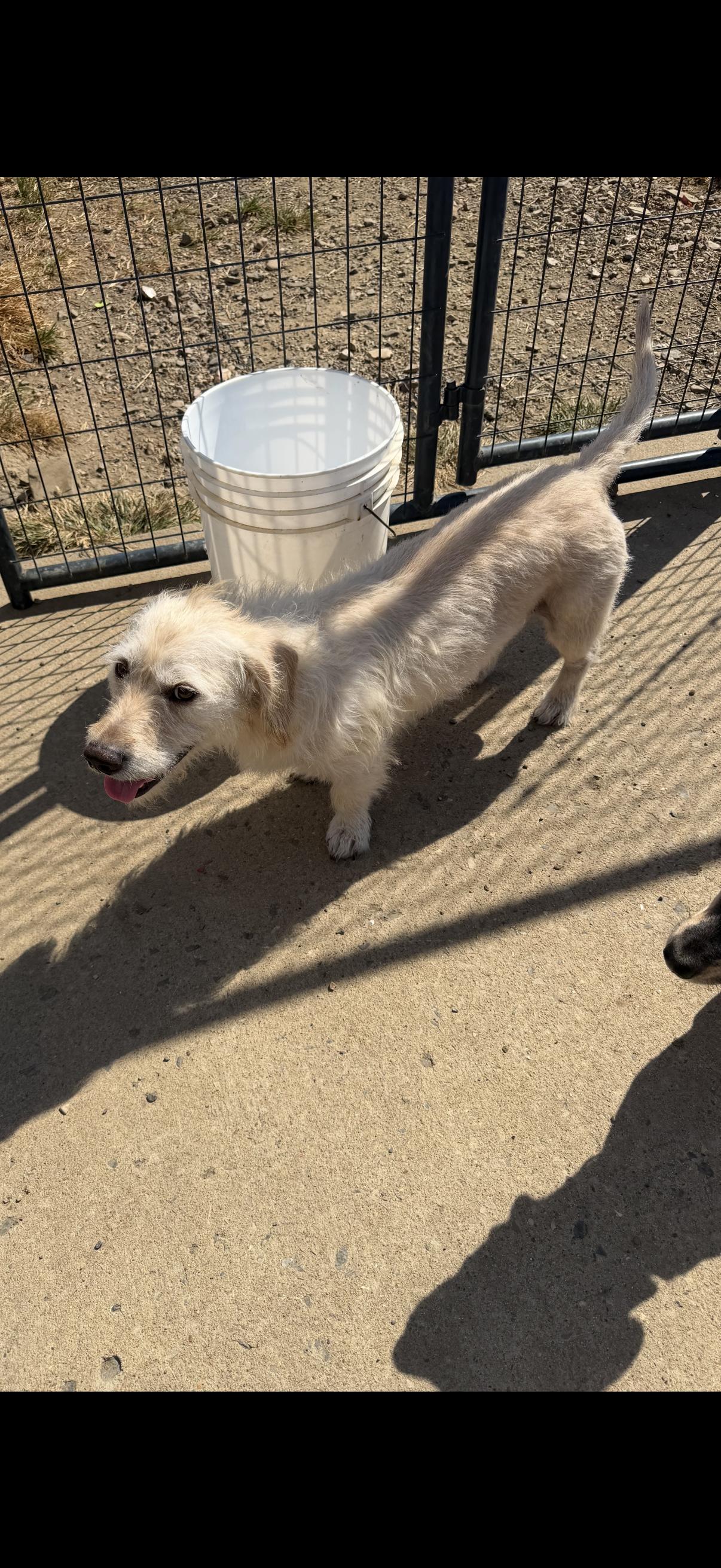 Nutter, Adoptable, Young Male Schnauzer.