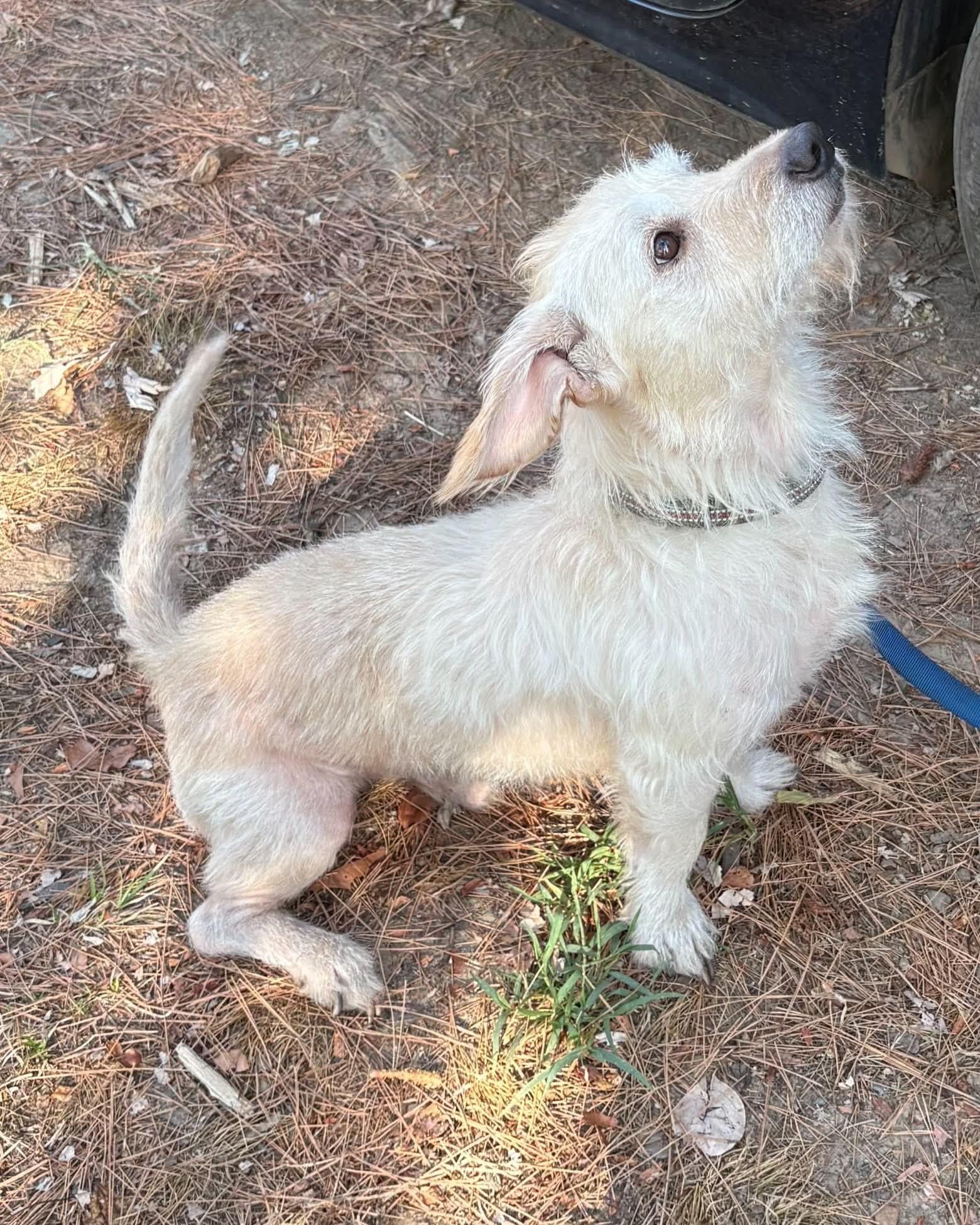 Enlarge Nutter, a Adoptable mixed breed in Muldrow, OK image 2/5