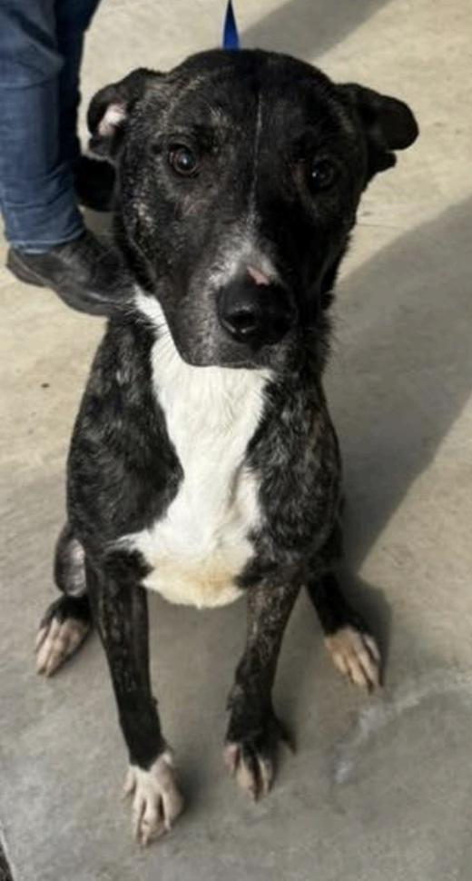 Toby, a ADOPTABLE mixed breed in Cedarburg, WI image 2/2