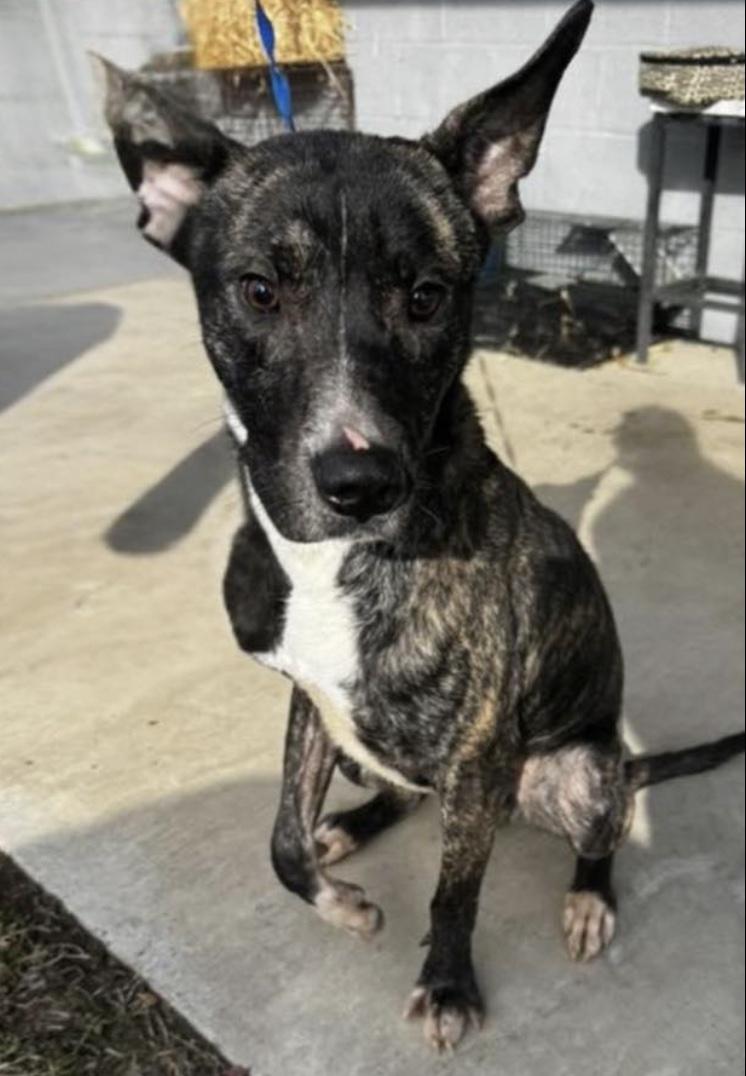 Toby, a ADOPTABLE mixed breed in Cedarburg, WI image 1/2