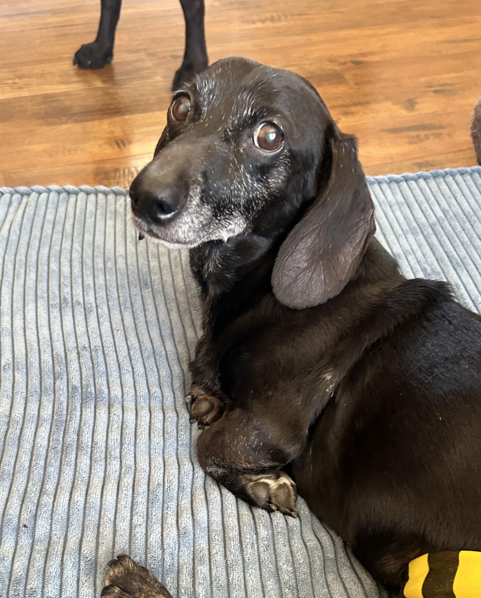 Samson, a Adoptable Dachshund in Austin, TX image 1/3