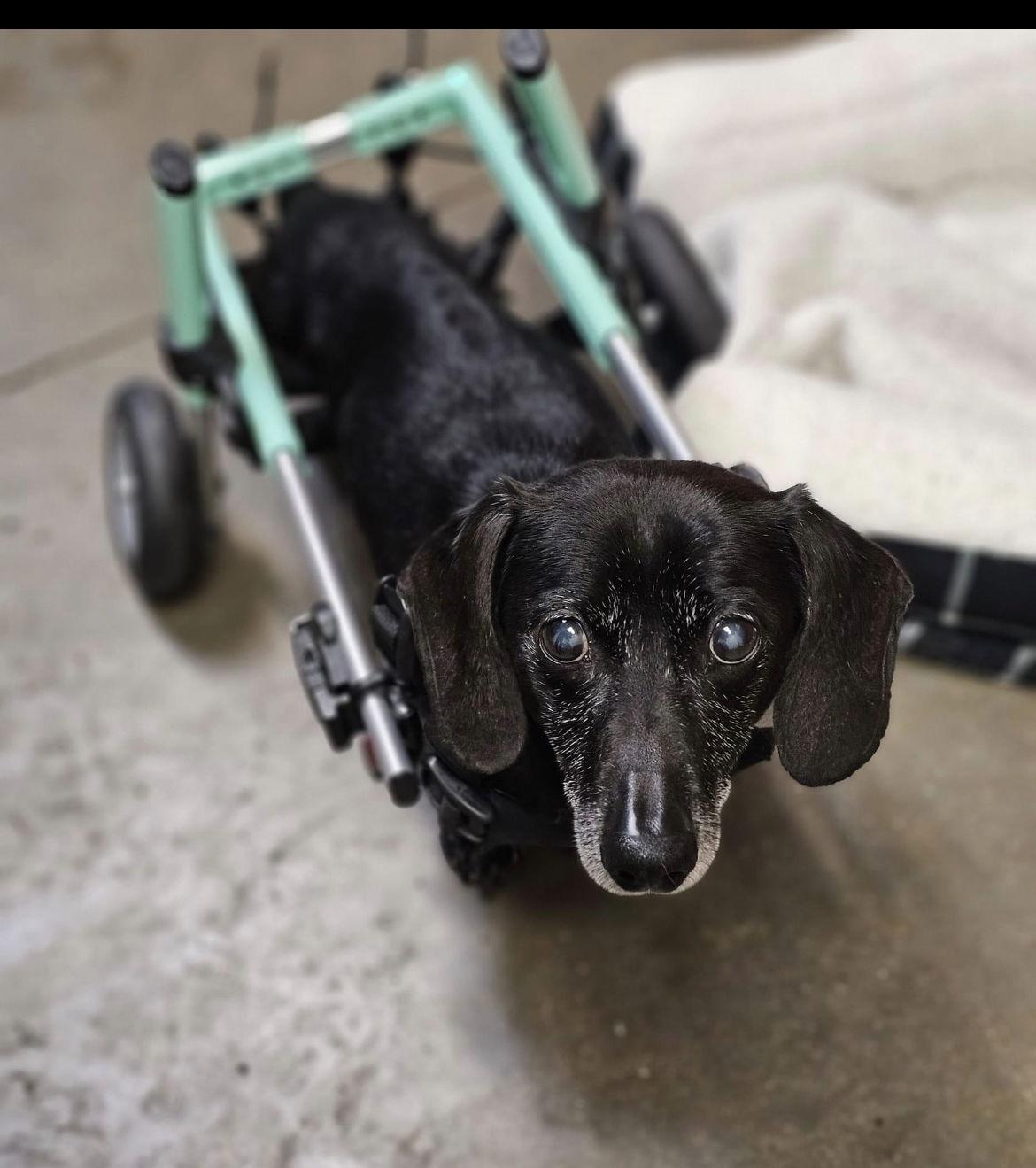 Samson, a Adoptable Dachshund in Austin, TX image 2/3