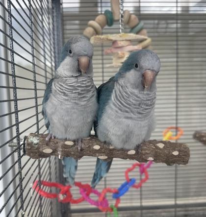 Karen & Darren, ADOPTABLE, Adult Unknown Quaker Parakeet.