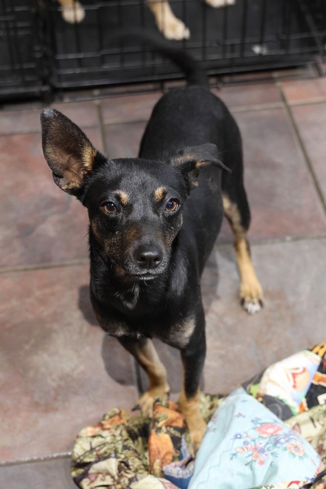 Ramshackle, a Adoptable Chihuahua in TUCSON, AZ image 1/3
