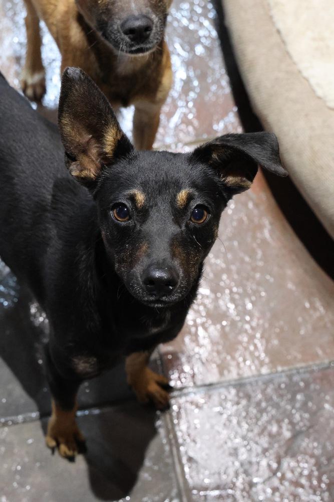 Ramshackle, a Adoptable Chihuahua in TUCSON, AZ image 3/3