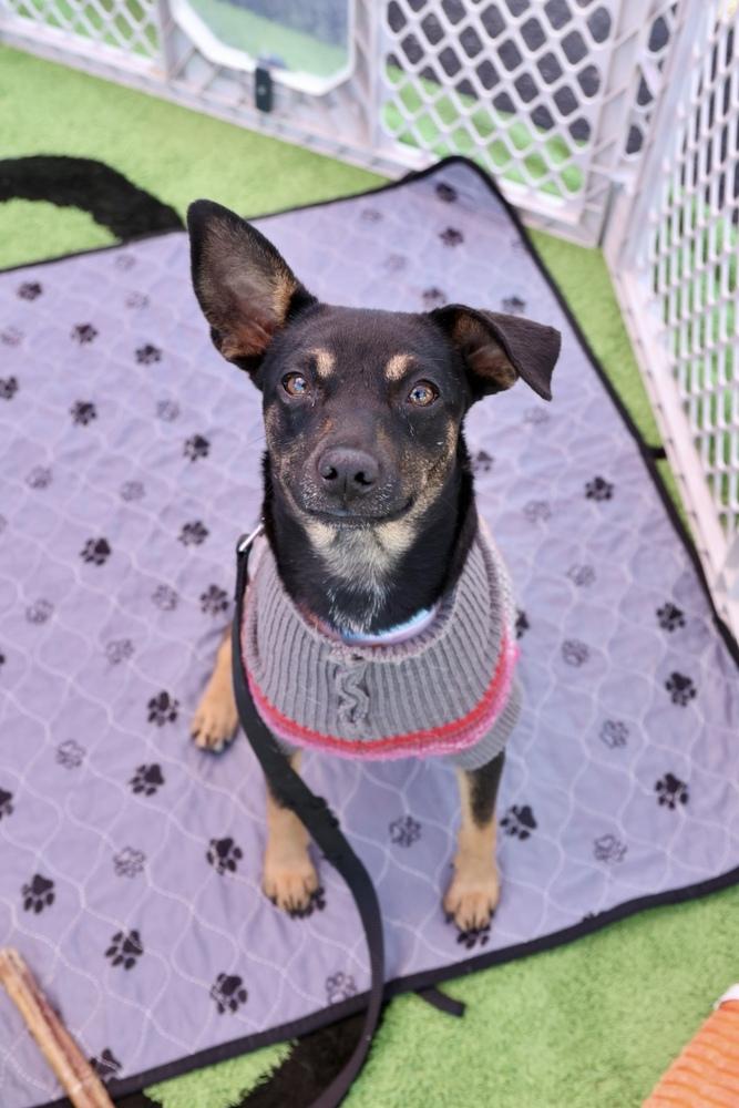 Enlarge Ramshackle, a Adoptable Chihuahua in TUCSON, AZ image 4/4