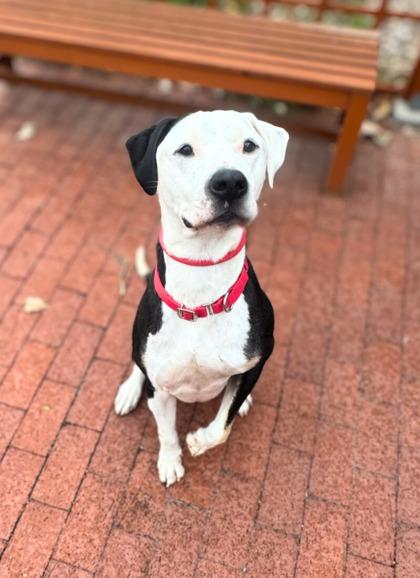 Enlarge Zeppelin, a ADOPTABLE Pit Bull Terrier in Quincy, IL image 1/1