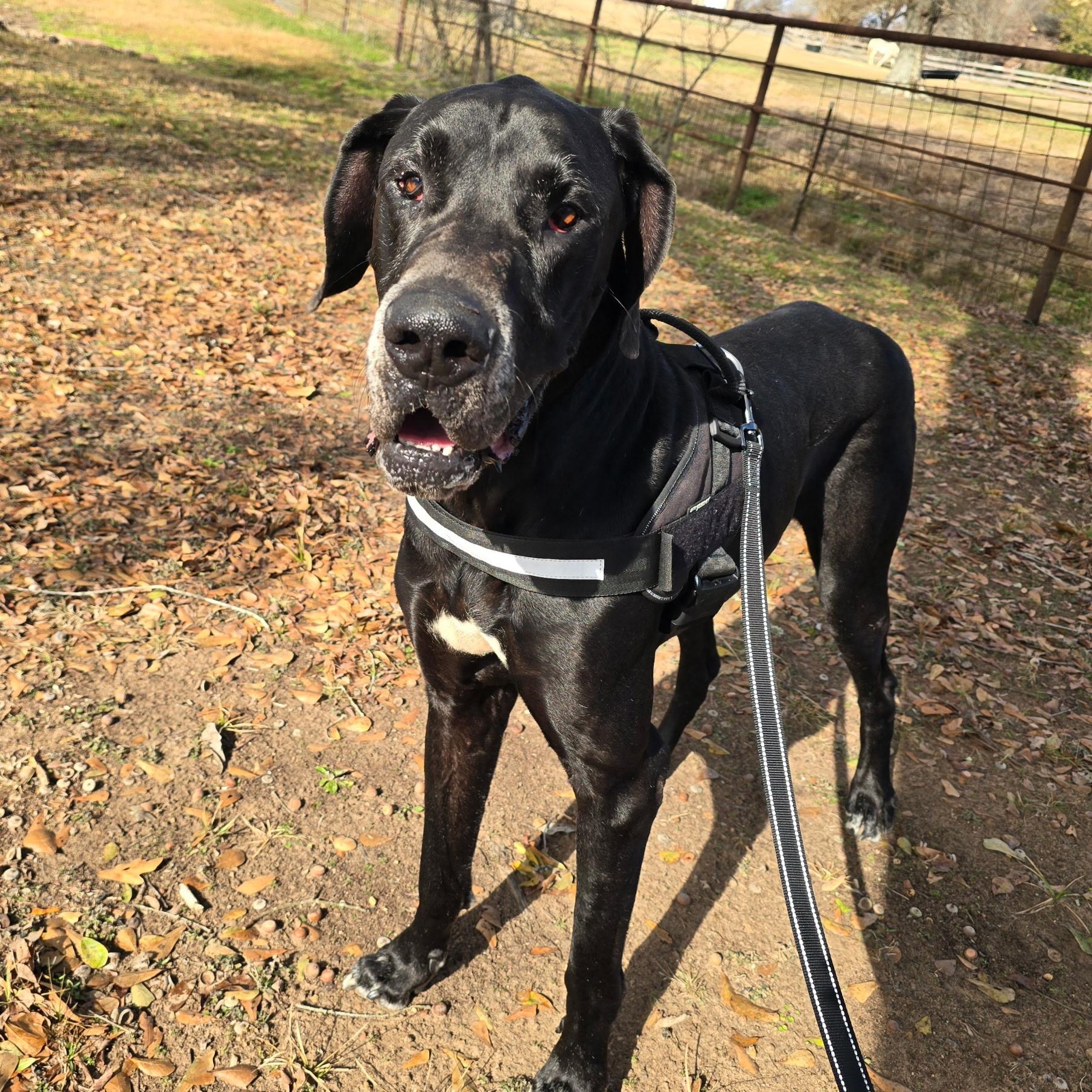 Big Mac — thumbnail 2