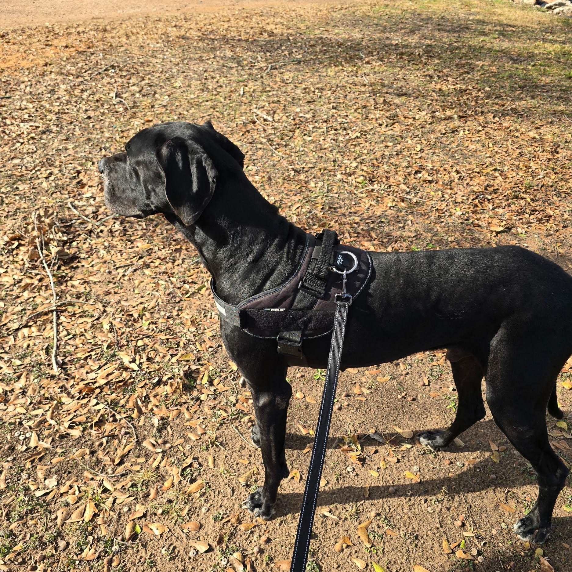 Big Mac — thumbnail 3