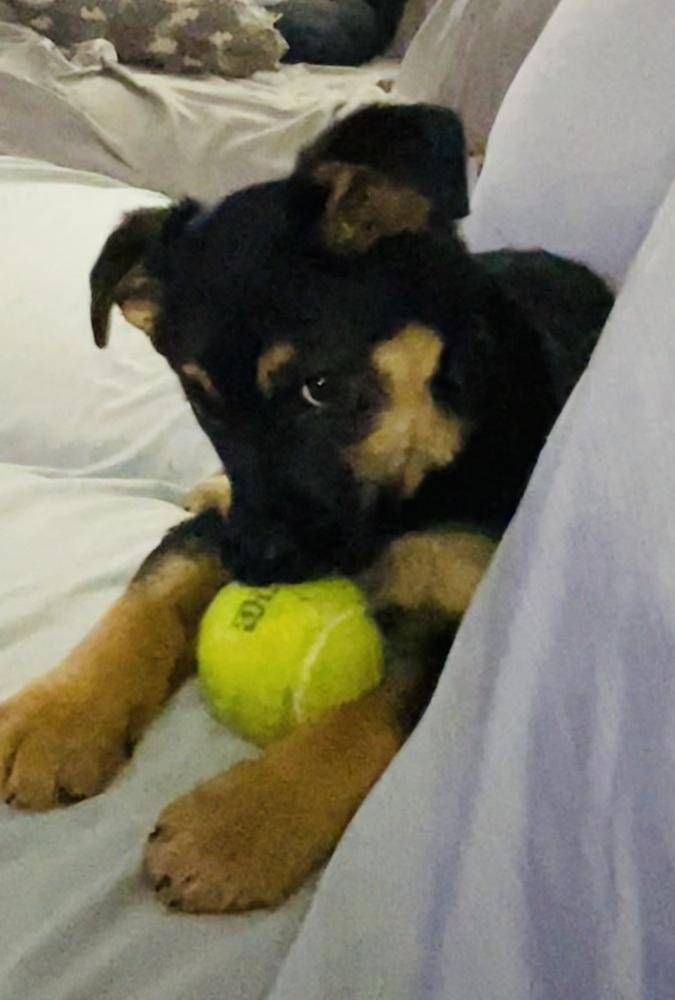 Shrimpy, Adoptable, Puppy Female Shepherd.