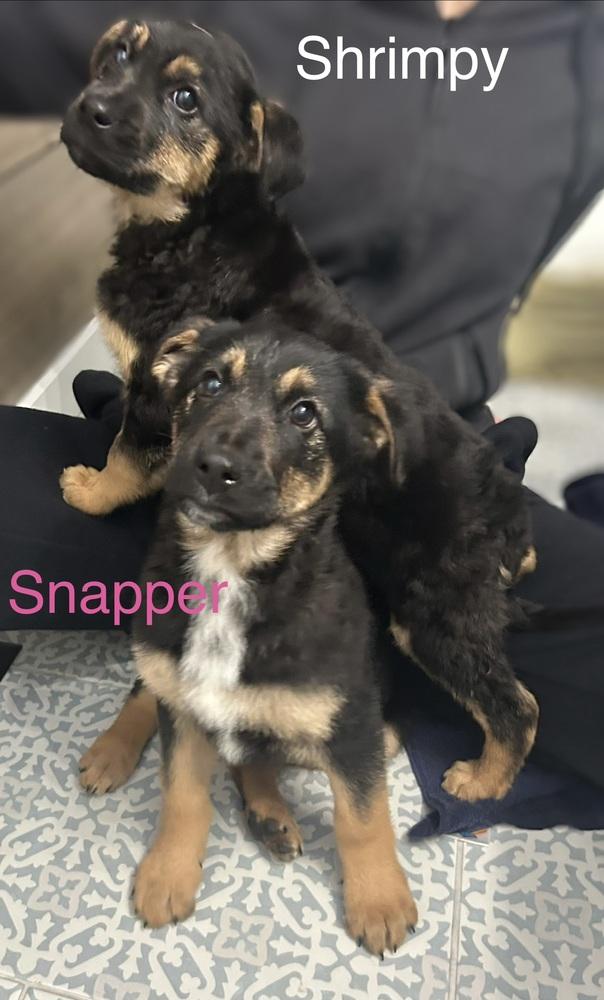 Shrimpy, a Adoptable mixed breed in Waunakee, WI image 3/6