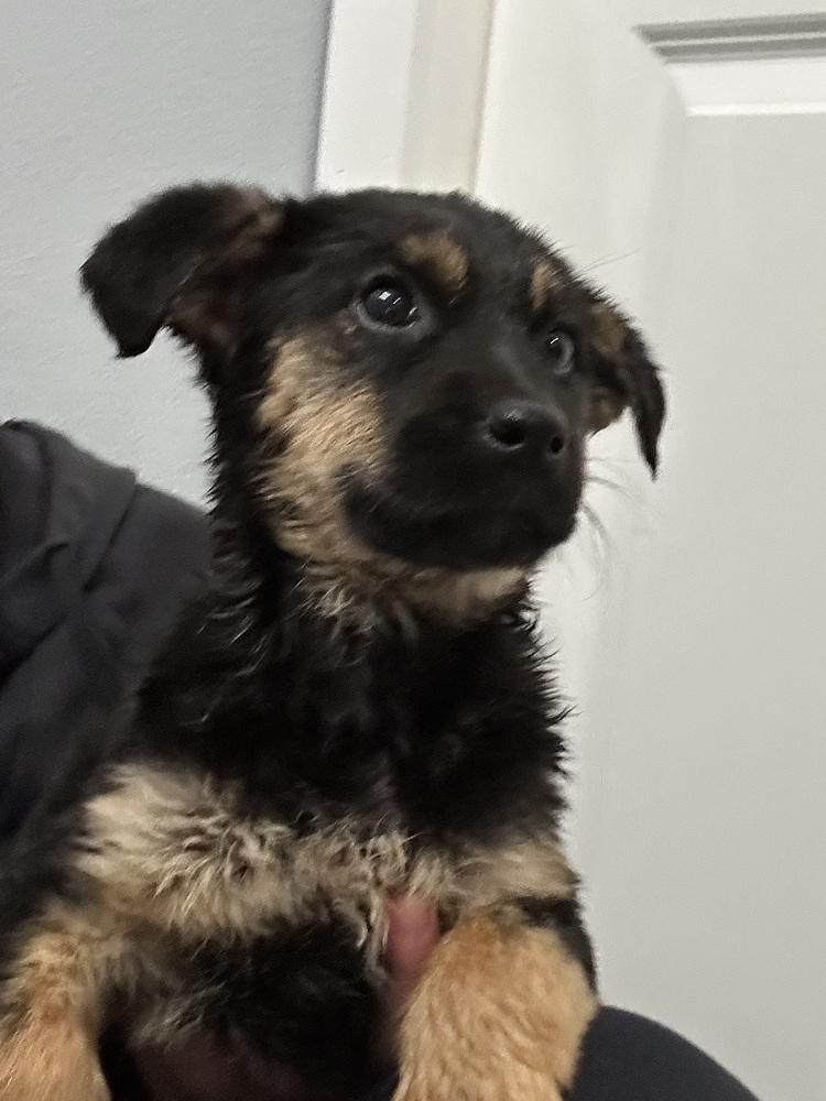 Shrimpy, a Adoptable mixed breed in Waunakee, WI image 4/6