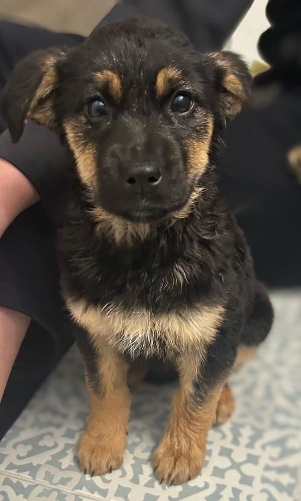 Shrimpy, a Adoptable mixed breed in Waunakee, WI image 5/6