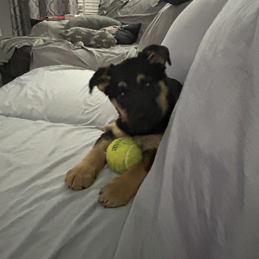 Shrimpy, a Adoptable mixed breed in Waunakee, WI image 6/6