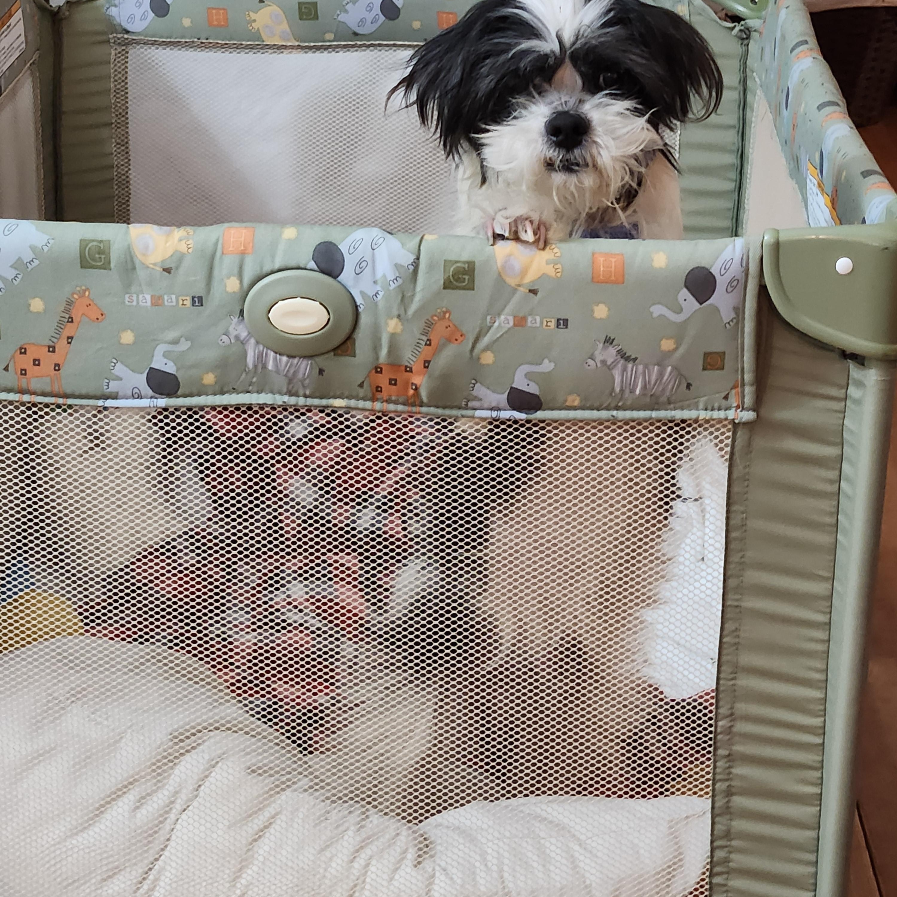 Enlarge Vincenzo , an adopted mixed breed in Conway, SC image 3/3