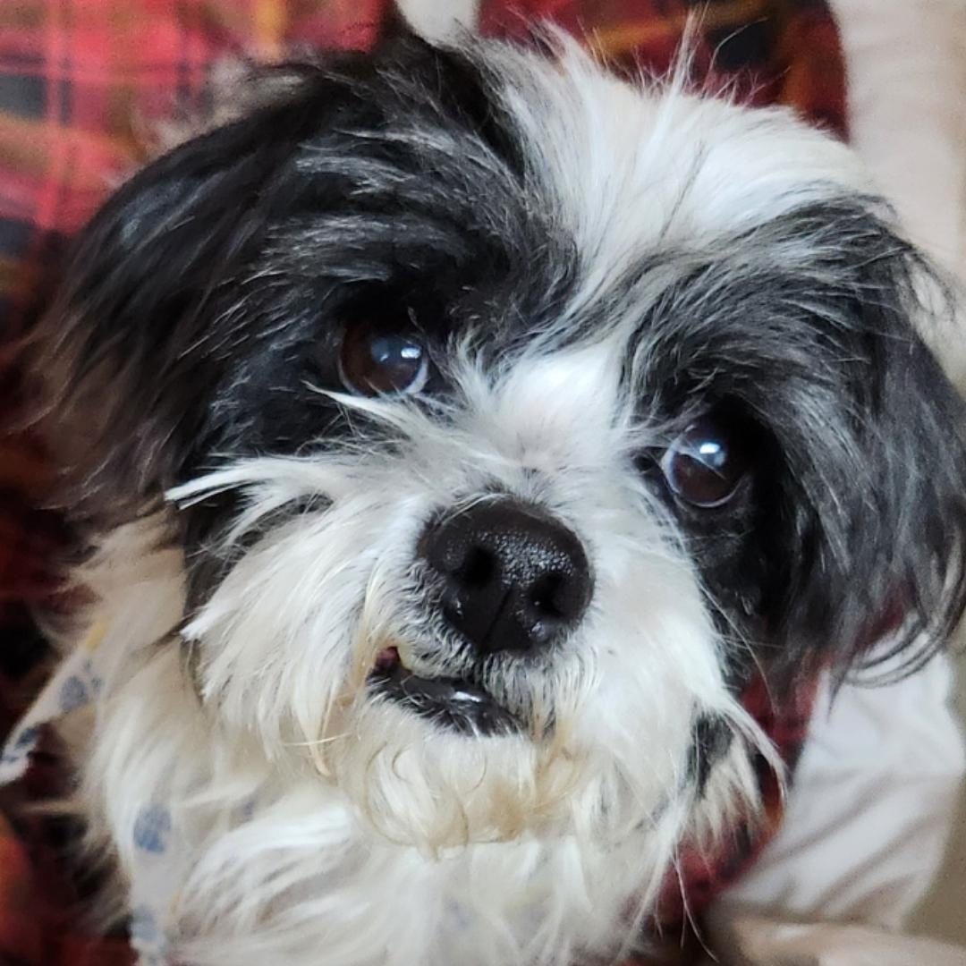 Vincenzo , adopted, Senior Male Shih Tzu.