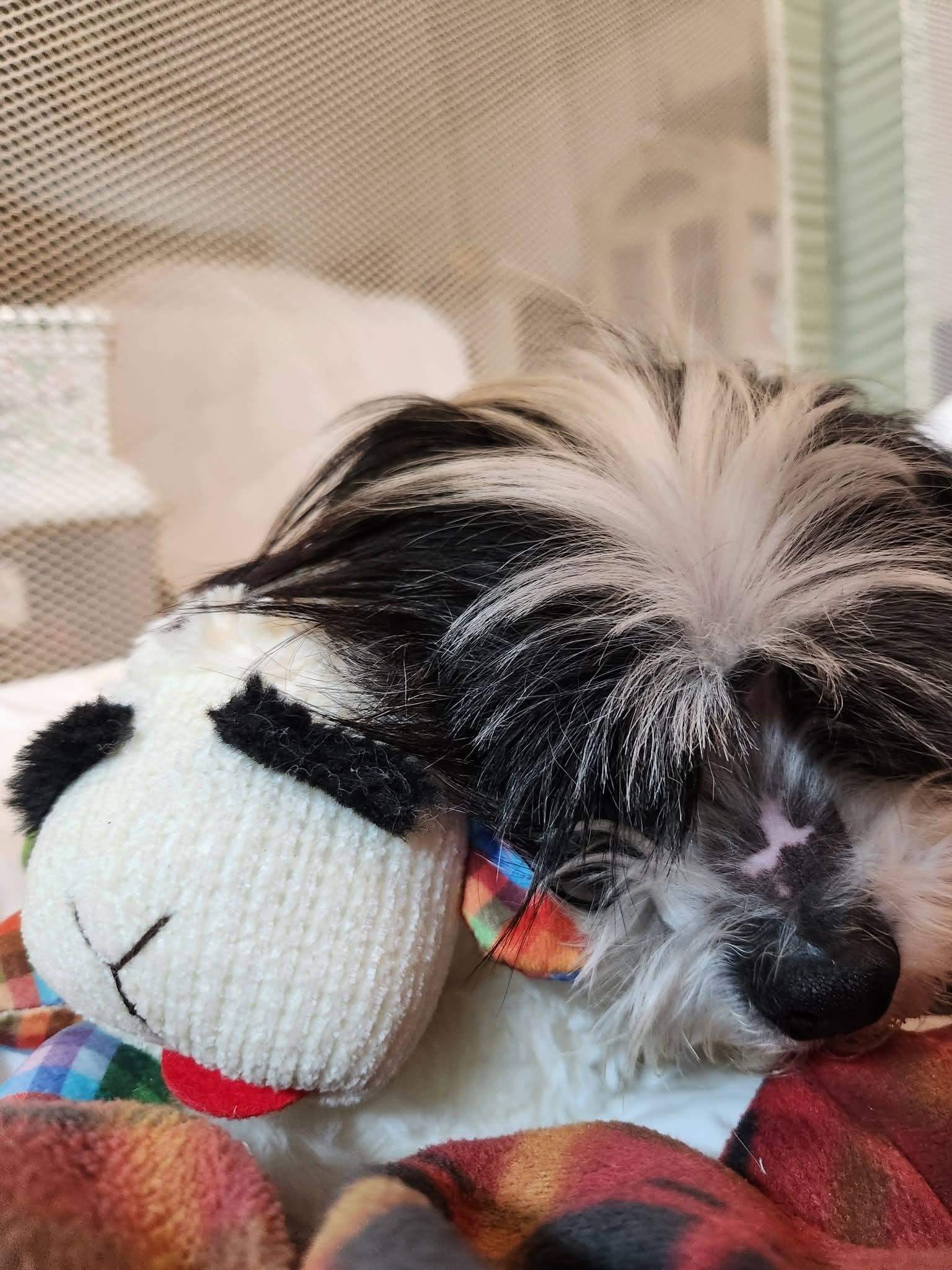 Enlarge Vincenzo , an adopted mixed breed in Conway, SC image 2/3