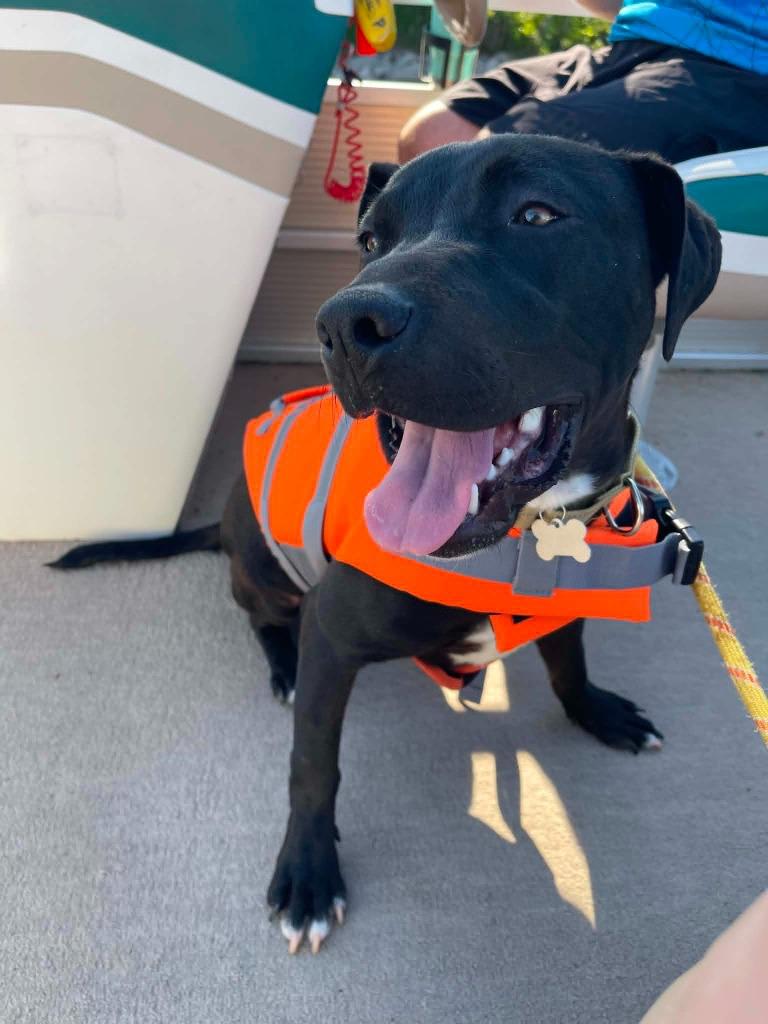 Dice, Adoptable, Puppy Male Mixed Breed.
