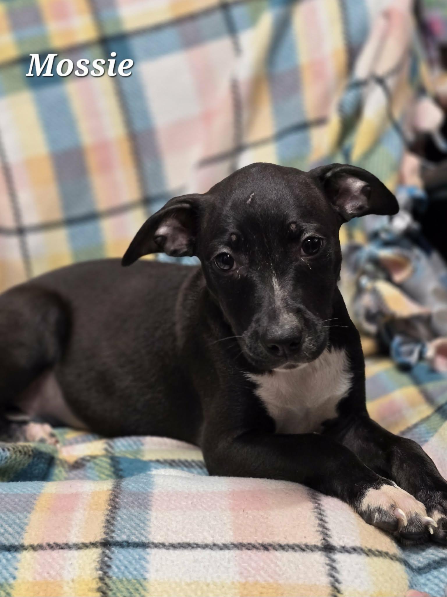 Mossie, an adopted mixed breed in Bishop, GA image 2/5