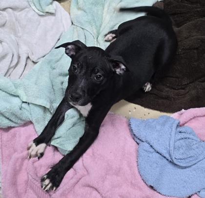 Mossie, an adopted mixed breed in Bishop, GA image 3/5