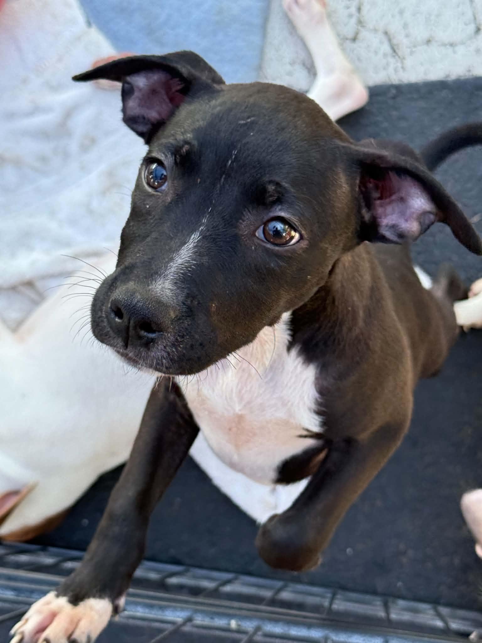 Mossie, adopted, Puppy Female Pit Bull Terrier.