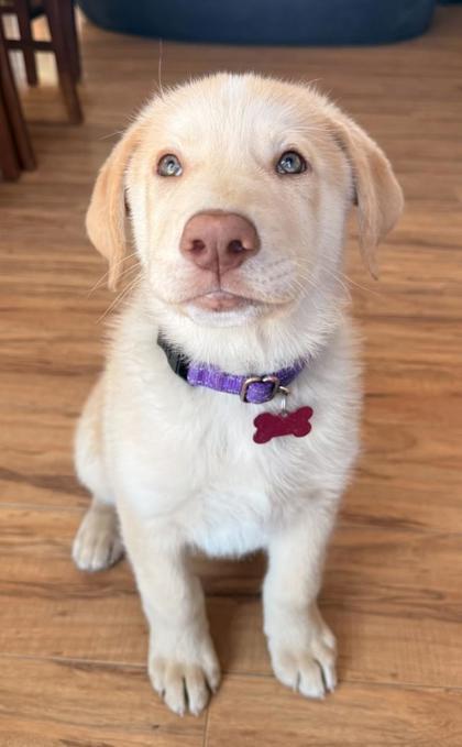 Enlarge Ark, a ADOPTABLE mixed breed in Buena Vista, CO image 1/3