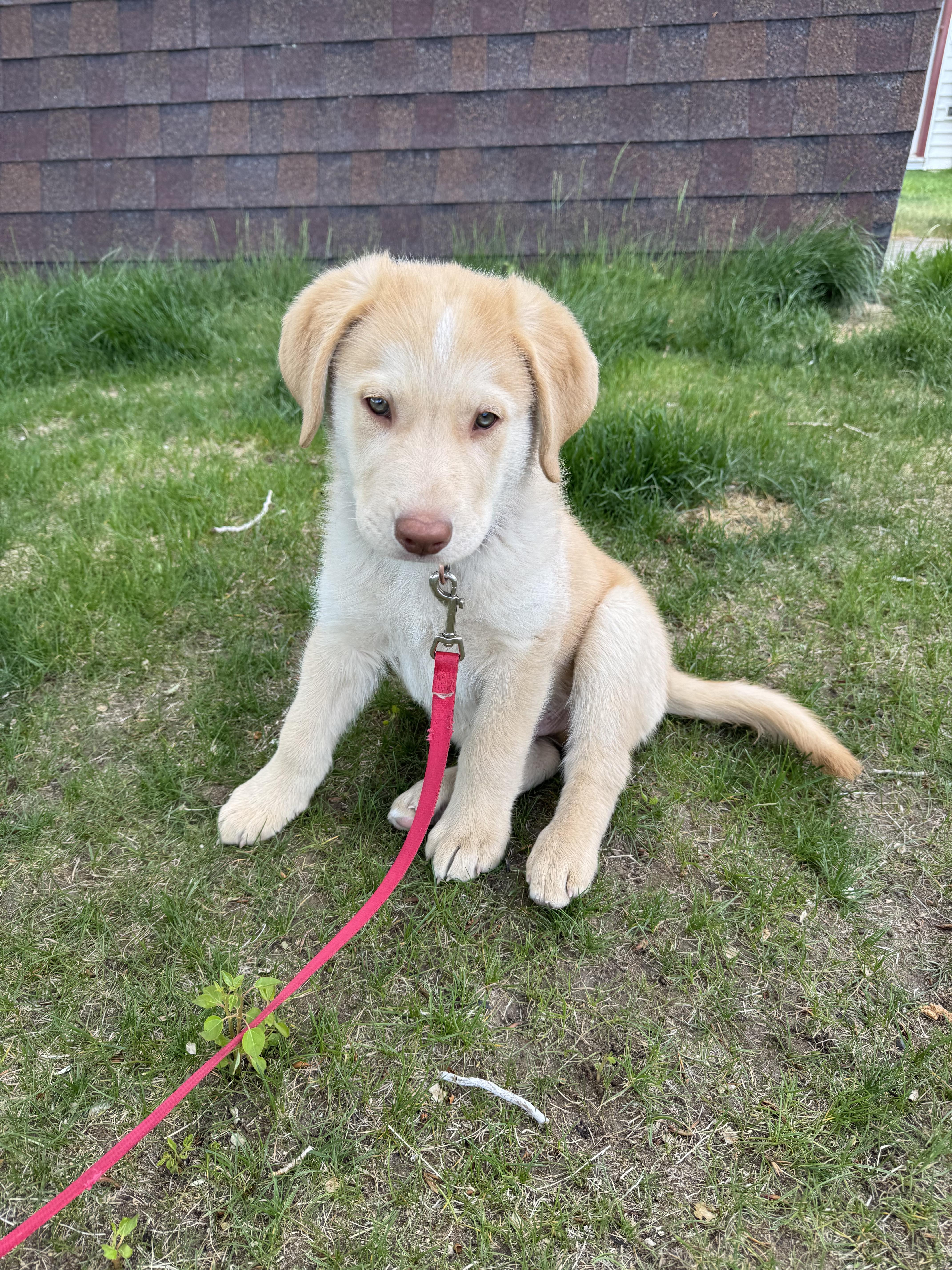 Enlarge Ark, a ADOPTABLE mixed breed in Buena Vista, CO image 3/3