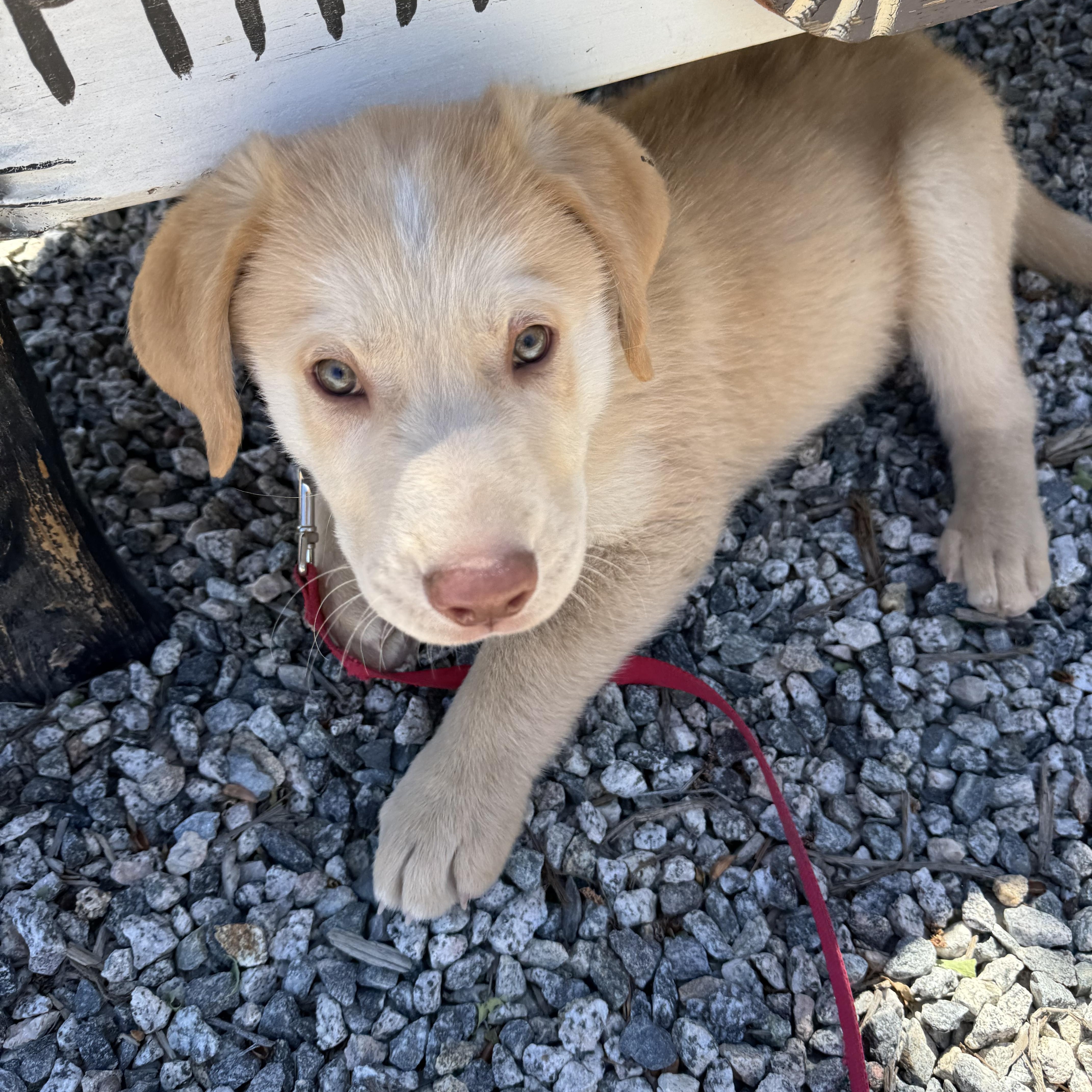 Enlarge Ark, a ADOPTABLE mixed breed in Buena Vista, CO image 2/3