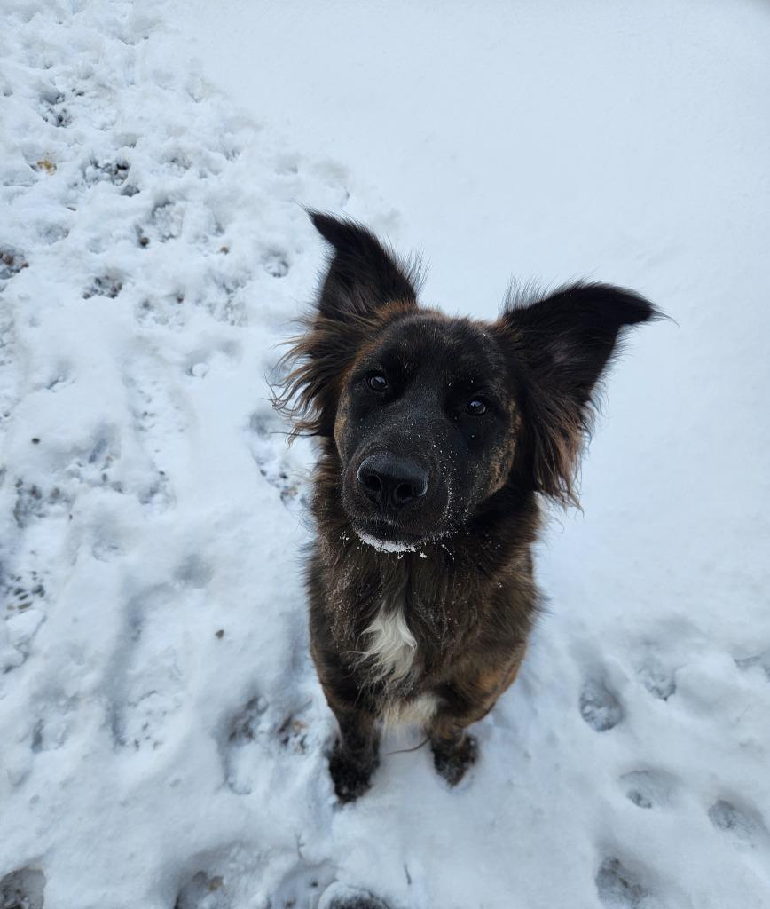 Chloe, Adoptable, Young Female Mixed Breed.