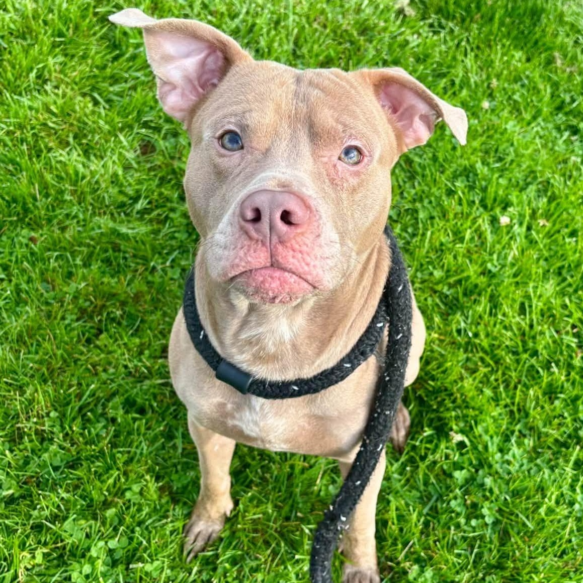 Enlarge Champagne, a Adoptable Terrier in North Syracuse, NY image 4/6