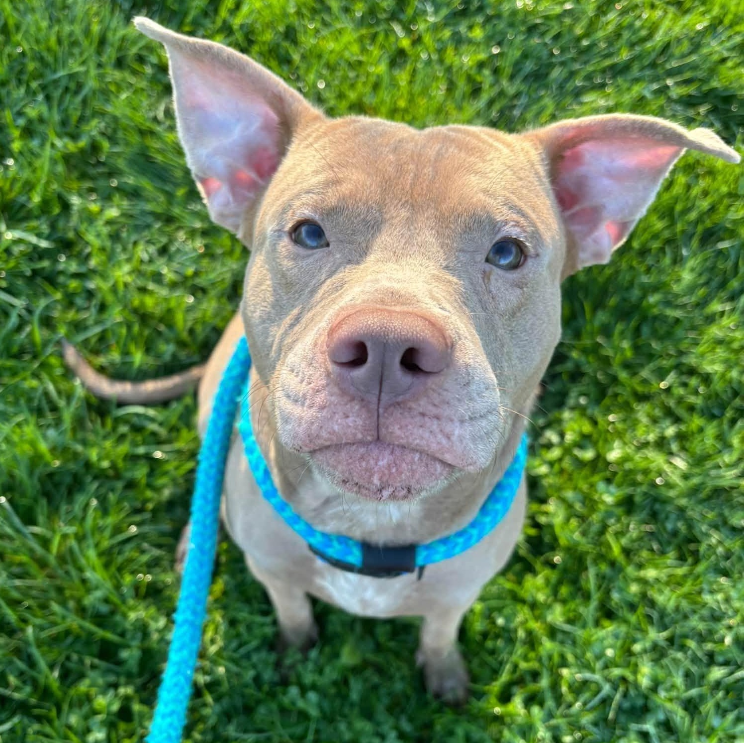 Enlarge Champagne, a Adoptable Terrier in North Syracuse, NY image 3/6