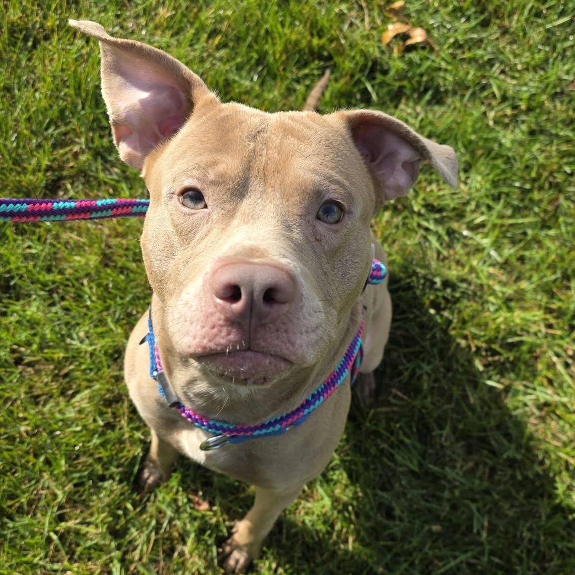 Enlarge Champagne, a Adoptable Terrier in North Syracuse, NY image 5/6