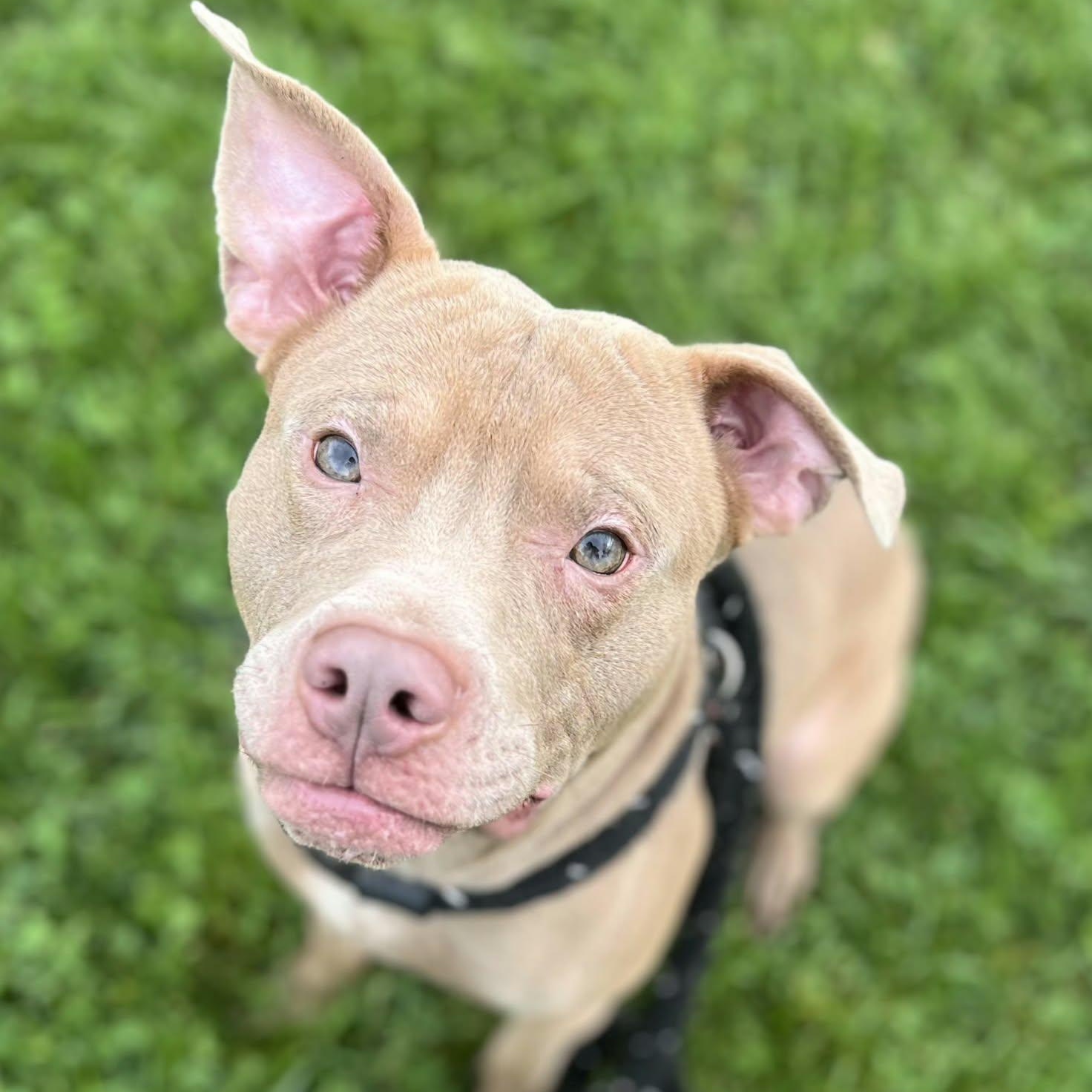 Enlarge Champagne, a Adoptable Terrier in North Syracuse, NY image 6/6